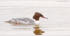 goosander_LM_221118a.jpg