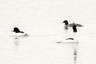 goosander_LM_221118b.jpg