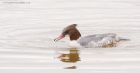 goosander_LM_221118c.jpg