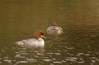 goosander_arian_201119a.jpg