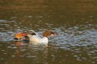 goosander_arian_201119b.jpg