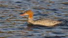 goosander_arian_201119c.jpg