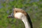 goose_2904c.jpg