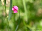 Filename=grassVetchling_270611a.jpg
Filesize=273KB
Dimensions=1000x748
Date added=Jul 07, 2011 grassVetchling_270611a.jpg