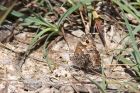 Filename=grayling_300711a.jpg
Filesize=266KB
Dimensions=900x600
Date added=Aug 02, 2011 grayling_300711a.jpg