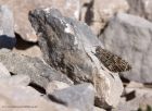 Filename=grayling_300711b.jpg
Filesize=228KB
Dimensions=1000x734
Date added=Aug 02, 2011 grayling_300711b.jpg