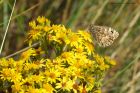 grayling_dunes_030820b.jpg