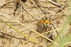 grayling_dunes_030820c.jpg