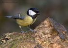 greatTit_030111a.jpg