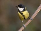 greatTit_030111b.jpg