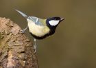 greatTit_060310a.jpg