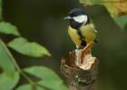 greatTit_091010b.jpg