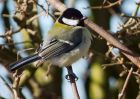 greatTit_100309a.jpg