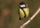 greatTit_111210b.jpg