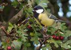 greatTit_230909c.jpg