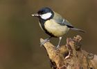 greatTit_270210a.jpg