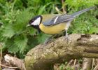 greatTit_300309a.jpg