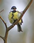 greatTit_3103a.jpg