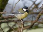 greattit_070208a.jpg