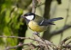 Filename=greattit_070208b.jpg
Filesize=167KB
Dimensions=800x563
Date added=Aug 13, 2008 greattit_070208b.jpg