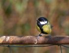 greattit_1403a.jpg