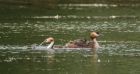 grebe_sp_170818b.jpg