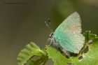 greenHairstreak_010613a.jpg