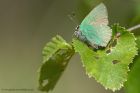 greenHairstreak_010613f.jpg