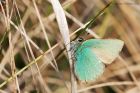 greenHairstreak_040515g.jpg