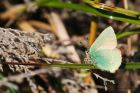 greenHairstreak_040515h.jpg