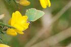 greenHairstreak_130515a.jpg