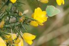 greenHairstreak_130515h.jpg