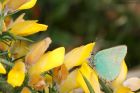 greenHairstreak_130515l.jpg