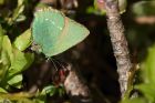 greenHairstreak_190414c.jpg