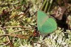 greenHairstreak_190414d.jpg