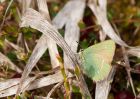 greenHairstreak_240410c.jpg