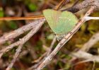 greenHairstreak_240410g.jpg