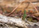 greenHairstreak_240410i.jpg