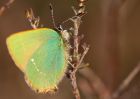 greenHairstreak_250409d.jpg