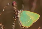 greenHairstreak_250409f.jpg