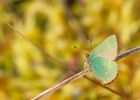 greenHairstreak_250409j.jpg