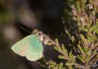 greenHairstreak_300411b.jpg