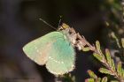 Filename=greenHairstreak_300411i.jpg
Filesize=240KB
Dimensions=1000x667
Date added=May 02, 2011 greenHairstreak_300411i.jpg