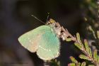 greenHairstreak_300411i.jpg