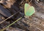 greenHairstreak_300411o.jpg