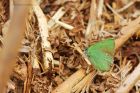 greenHairstreak_HB_110521aa.jpg