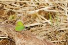 greenHairstreak_HB_230421a.jpg