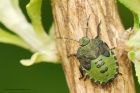 greenShieldbug_gdn_260917a.jpg