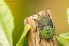 Filename=greenShieldbug_gdn_260917b.jpg
Filesize=434KB
Dimensions=1200x800
Date added=Oct 04, 2017 greenShieldbug_gdn_260917b.jpg