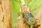 greenShieldbug_gdn_260917d.jpg